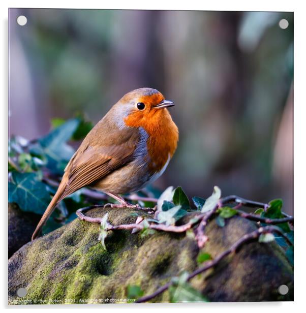 Proud Robin displays his redbreast Acrylic by Ben Delves