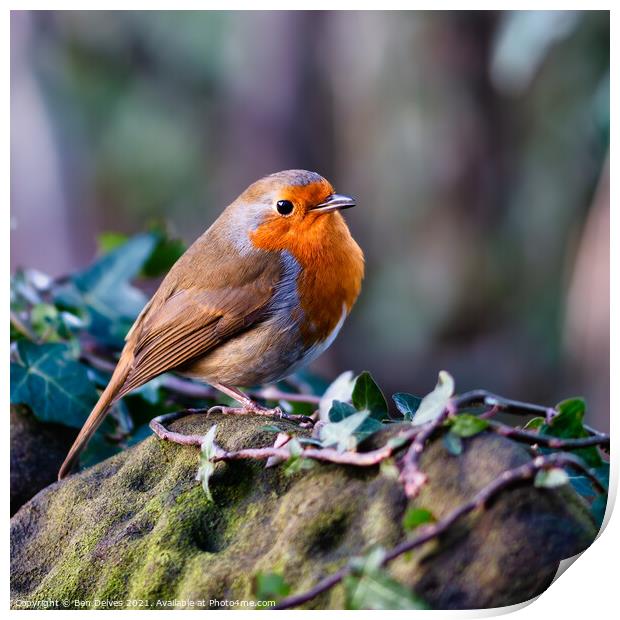 Proud Robin displays his redbreast Print by Ben Delves