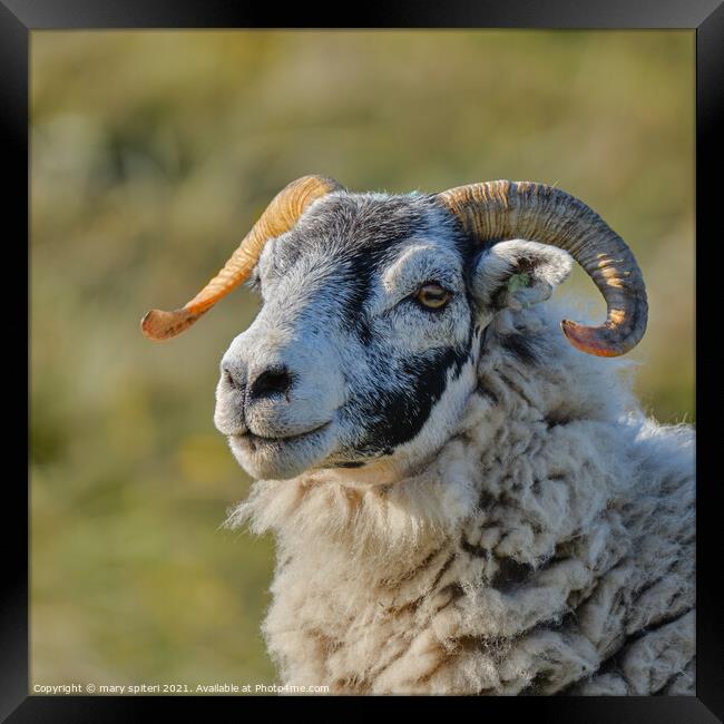 A close up of a stunning ram stunning eyes Framed Print by mary spiteri