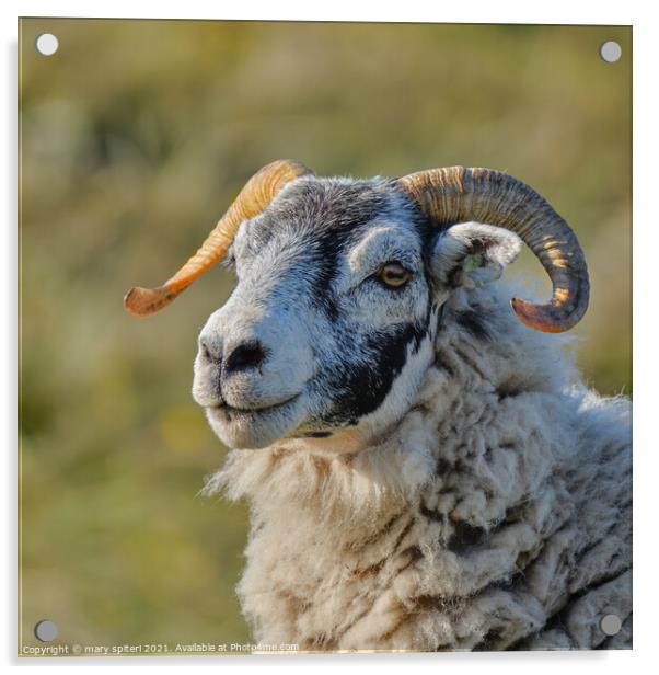 A close up of a stunning ram stunning eyes Acrylic by mary spiteri