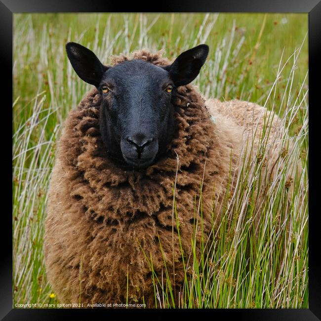 A blackfaced sheep , coffee coloured coat with golden eyes Framed Print by mary spiteri