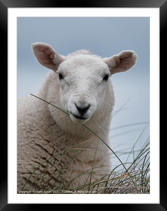 Fluffy white sheep with pale blue skies behind. Framed Mounted Print by mary spiteri