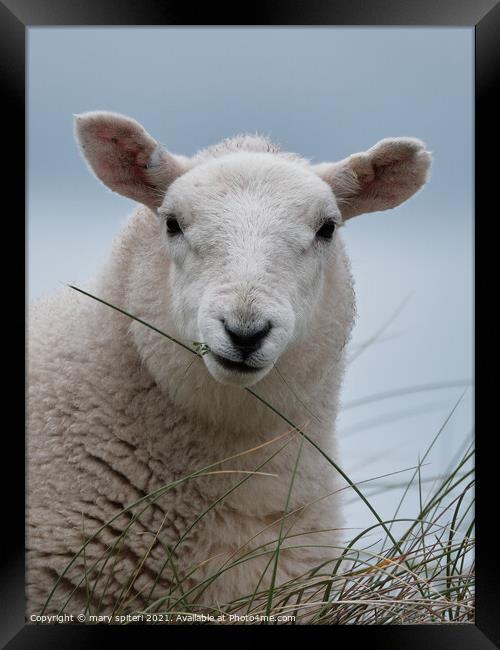 Fluffy white sheep with pale blue skies behind. Framed Print by mary spiteri
