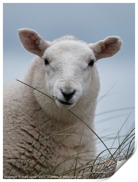 Fluffy white sheep with pale blue skies behind. Print by mary spiteri