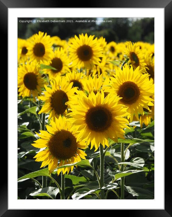 Backlit Sunflowers Framed Mounted Print by Elizabeth Debenham