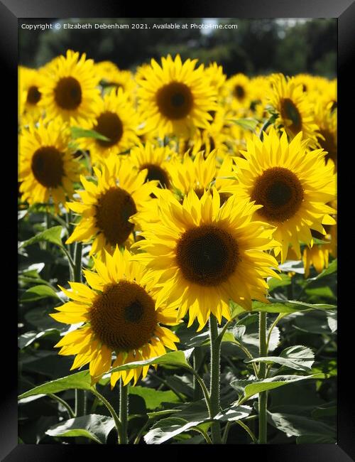 Backlit Sunflowers Framed Print by Elizabeth Debenham