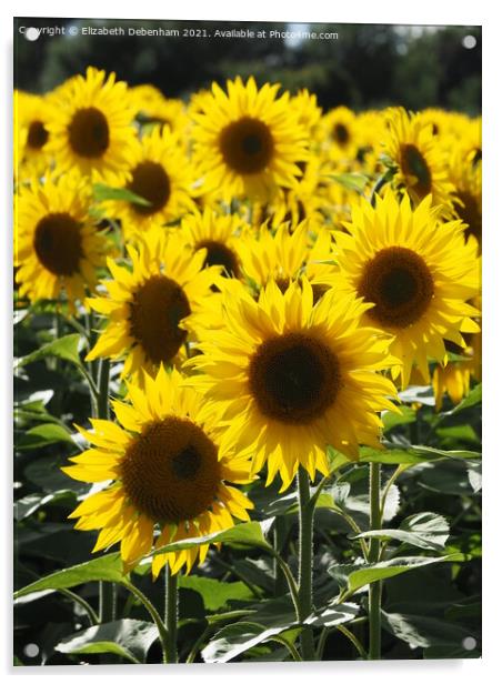 Backlit Sunflowers Acrylic by Elizabeth Debenham