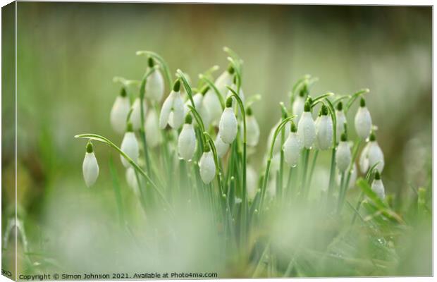 Snowdrops with dew Canvas Print by Simon Johnson