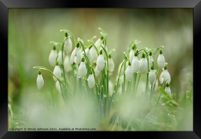 Snowdrops with dew Framed Print by Simon Johnson