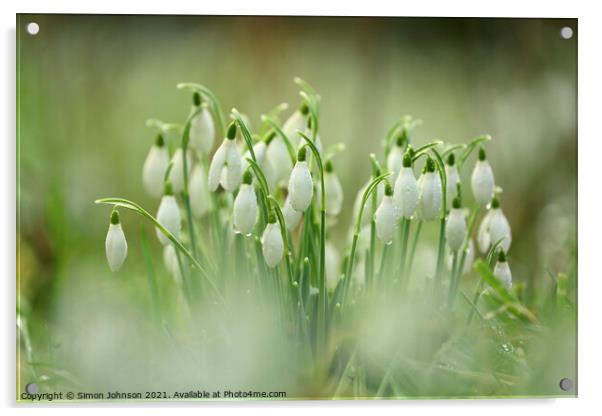 Snowdrops with dew Acrylic by Simon Johnson