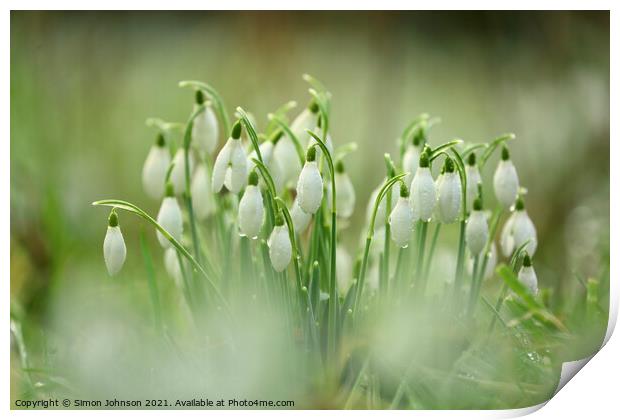 Snowdrops with dew Print by Simon Johnson