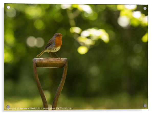 Robin Bird Acrylic by Amanda Elwell