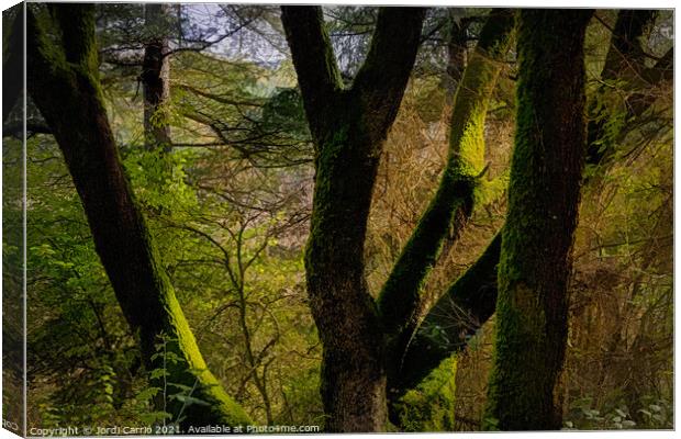 A ray of sunlight between the branches of an oak with moss Canvas Print by Jordi Carrio