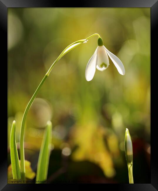 sunlit Snowdrop flower Framed Print by Simon Johnson