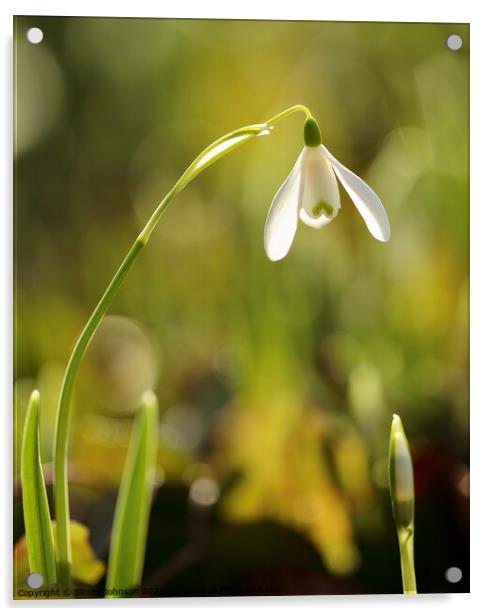 sunlit Snowdrop flower Acrylic by Simon Johnson