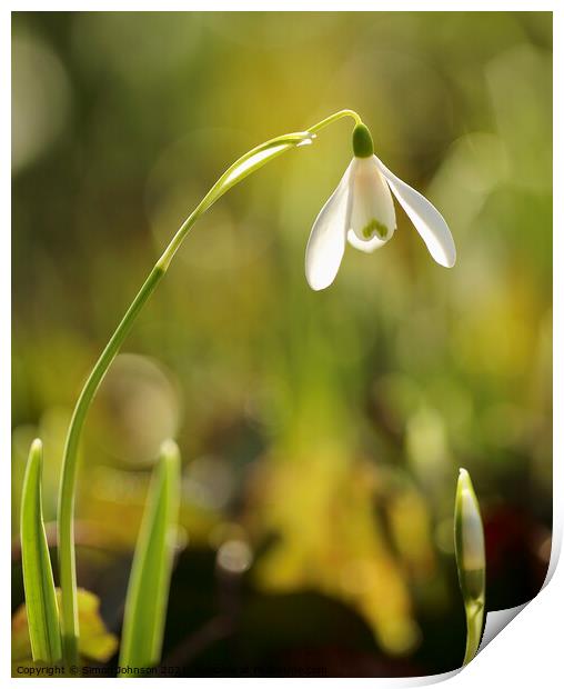 sunlit Snowdrop flower Print by Simon Johnson