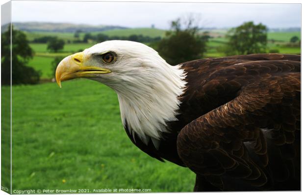 Rocky, an American Bald Eagle Canvas Print by Peter Brownlow