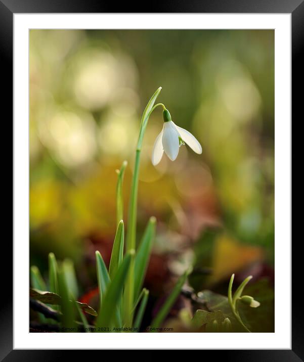 Snowdrop  flower Framed Mounted Print by Simon Johnson