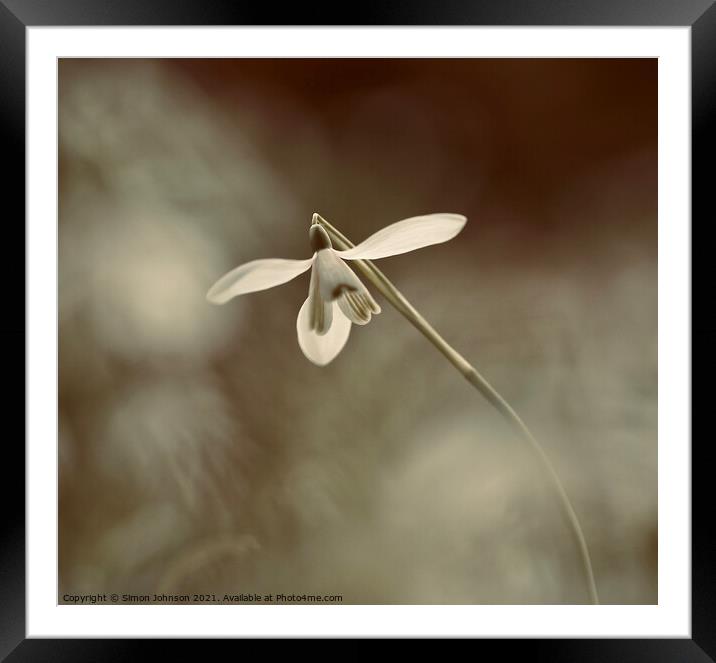 Ethereal Snowdrop Framed Mounted Print by Simon Johnson