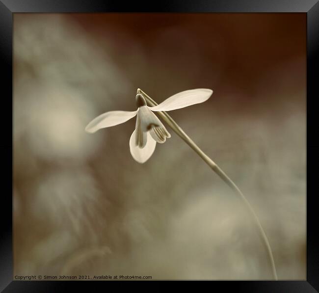 Ethereal Snowdrop Framed Print by Simon Johnson