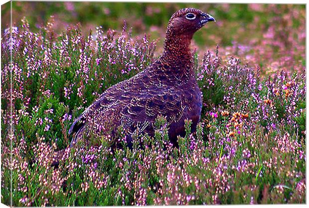 Red Grouse Canvas Print by Trevor Kersley RIP