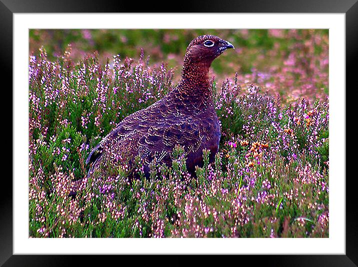 Red Grouse Framed Mounted Print by Trevor Kersley RIP