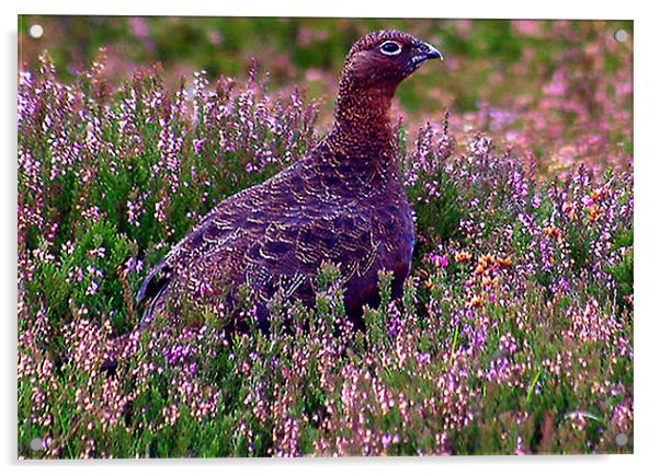 Red Grouse Acrylic by Trevor Kersley RIP