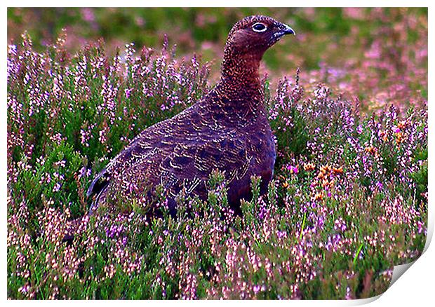 Red Grouse Print by Trevor Kersley RIP
