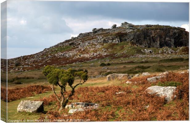 Towards the Cheesewring, Bodmin Moor  Canvas Print by Brian Pierce