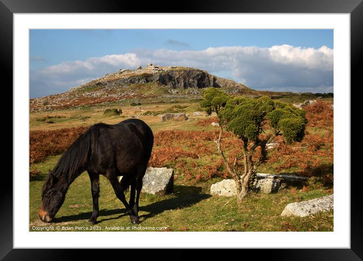 Pony grazing on Bodmin Moor, Cornwall Framed Mounted Print by Brian Pierce