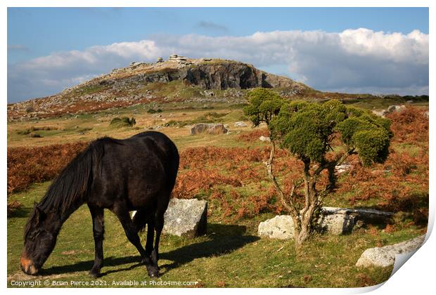 Pony grazing on Bodmin Moor, Cornwall Print by Brian Pierce