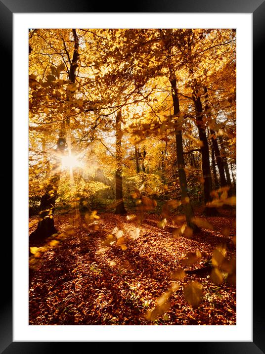 sunlit woodland Framed Mounted Print by Simon Johnson