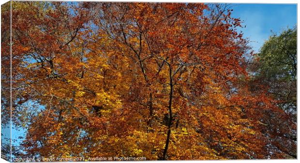 Autumn Tree Leaves Canvas Print by David Forrest