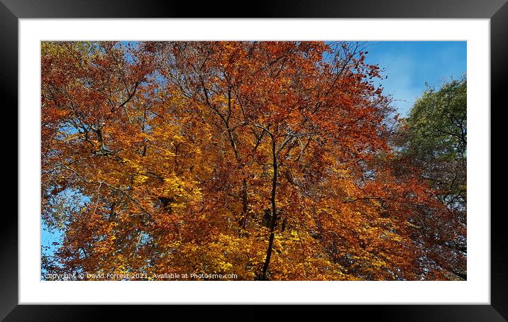 Autumn Tree Leaves Framed Mounted Print by David Forrest