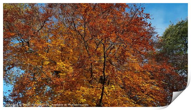 Autumn Tree Leaves Print by David Forrest