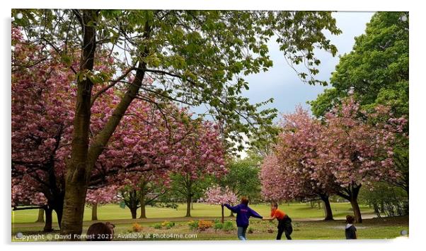 Cherry Blossom Tree fun with kids at High Hazels Park in Sheffield Acrylic by David Forrest