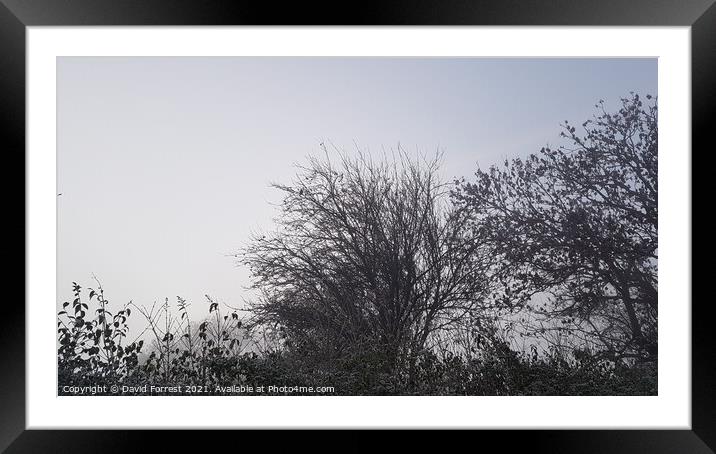 Plant tree Framed Mounted Print by David Forrest