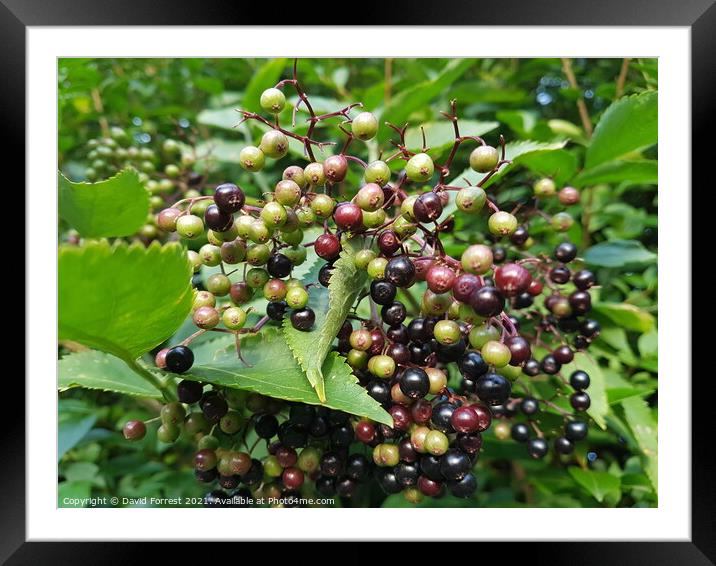Multi coloured berries Framed Mounted Print by David Forrest