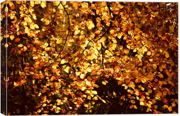 Sunlit  autumn Beech leaves Canvas Print by Simon Johnson