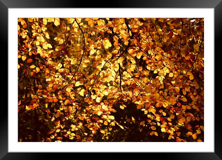 Sunlit  autumn Beech leaves Framed Mounted Print by Simon Johnson
