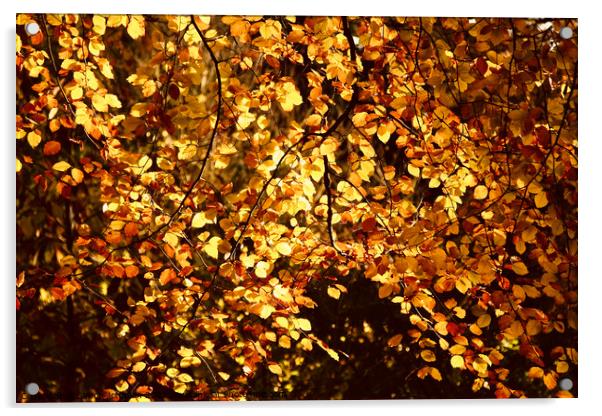 Sunlit  autumn Beech leaves Acrylic by Simon Johnson
