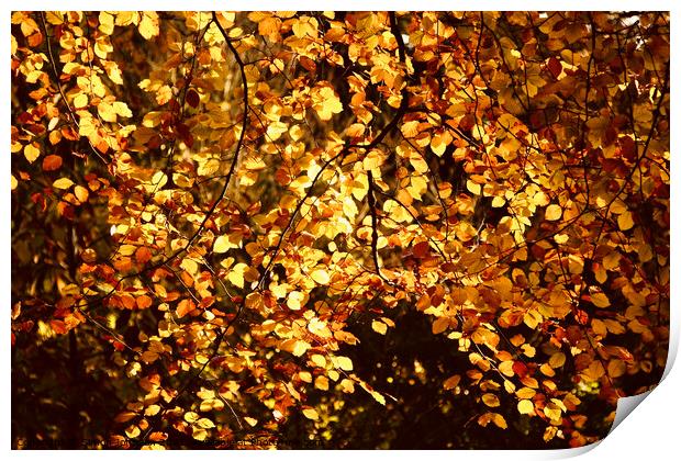Sunlit  autumn Beech leaves Print by Simon Johnson