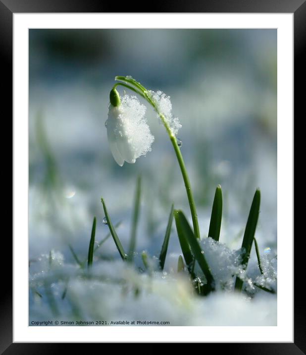 Frozen Snowdrop Framed Mounted Print by Simon Johnson