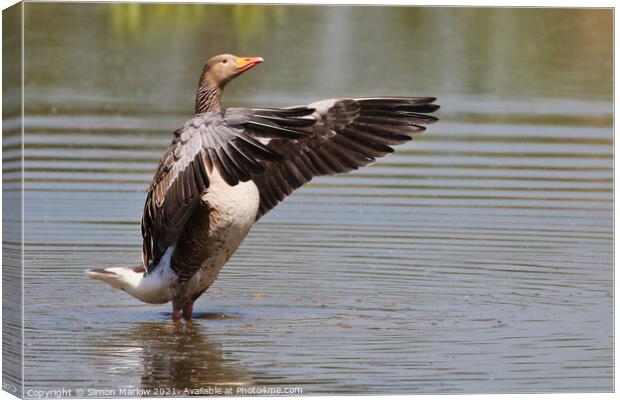 The Greylag Conductor Canvas Print by Simon Marlow