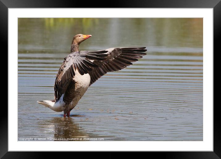 The Greylag Conductor Framed Mounted Print by Simon Marlow