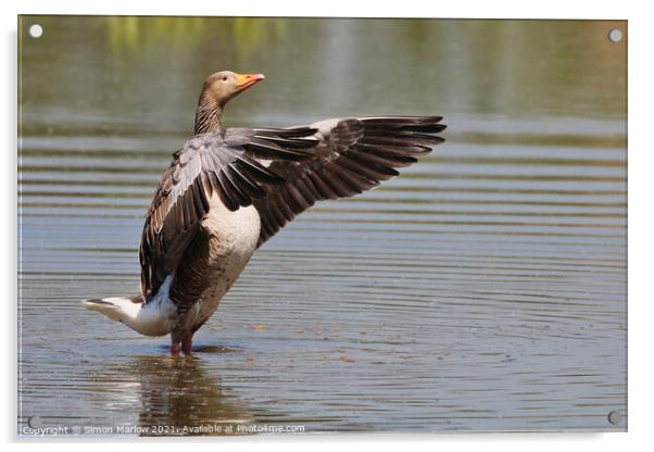The Greylag Conductor Acrylic by Simon Marlow