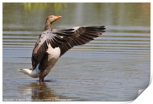 The Greylag Conductor Print by Simon Marlow