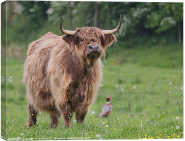 Highland Cow in a green field with a Pheasant Canvas Print by Simon Marlow