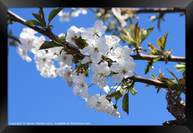 Spring Cherry Blossom Framed Print by Simon Marlow