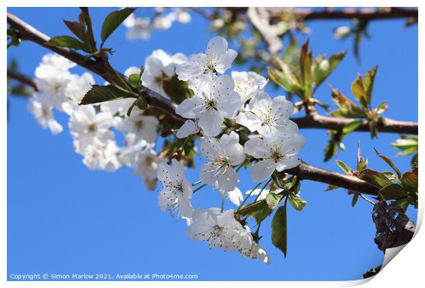 Spring Cherry Blossom Print by Simon Marlow